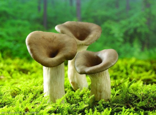 为什么云南的蘑菇，堪称天下第一好吃？