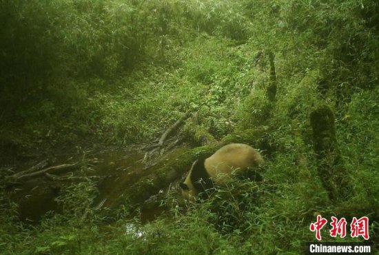 四川宝兴：两只野生大熊猫在“网红水塘”<em>结伴而行</em>