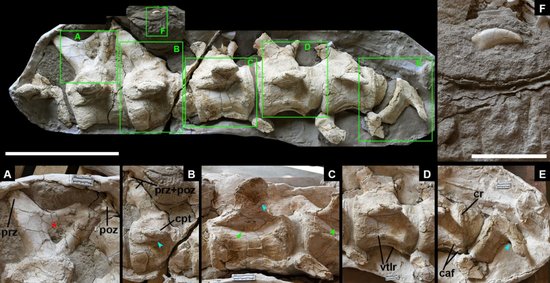 远古发现|1亿多年前的新疆哈密，巨龙曾和翼龙共舞？