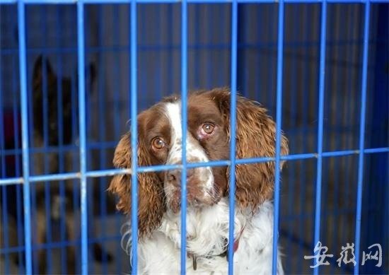 “他们”是忠诚的代名词 ——记者专访蚌埠市公安局警犬训练基地
