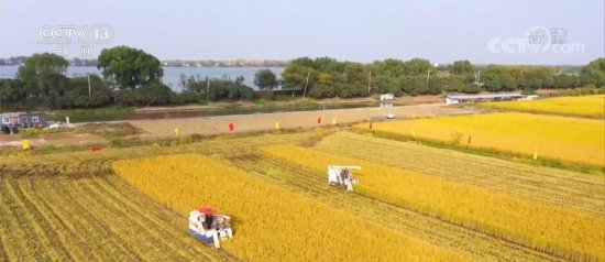 江苏淮安13万亩优质水稻喜迎丰收 好水好土产好米