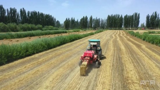 大国“粮”策|新疆轮台13.33万亩冬小麦开镰收割 迎来丰收季