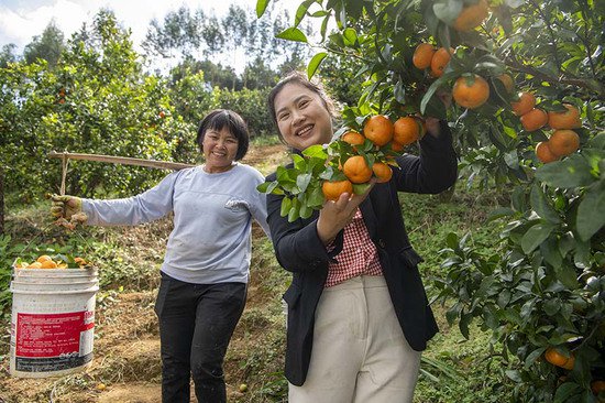 广西岑溪：砂糖橘丰收供应市场