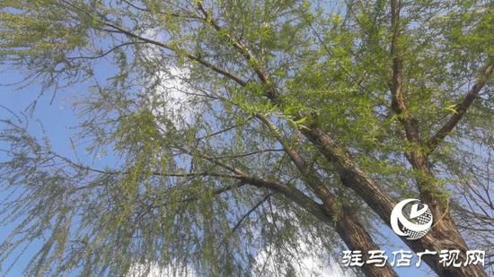 泌阳县：春风吹绿梁河岸 生态画卷展新颜