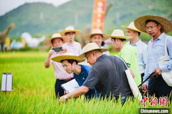 海南推出20个南繁水稻<em>新品种</em>新组合（品系）