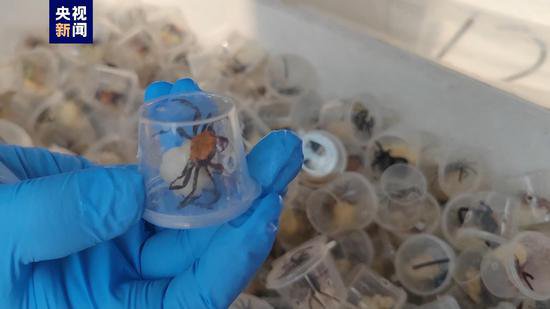 广州海关查获5380只外来物种吸血鬼蟹