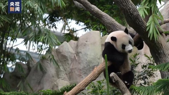 大熊猫“叻叻”即将回国 中新两国举办音乐活动送上祝福