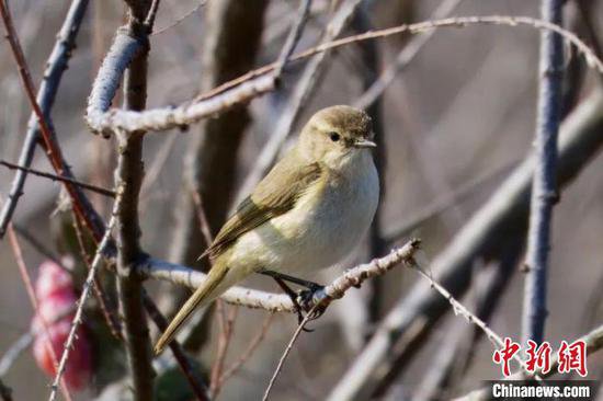 浙江台州迎来龙年首个新鸟种记录