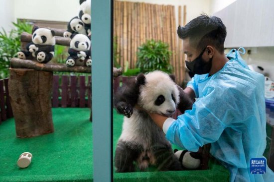 马来西亚<em>出生</em>的第三只大熊猫<em>宝宝</em>首次公开亮相