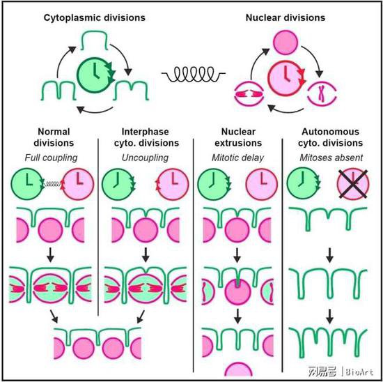 挑战<em>经典</em>！<em>非主流</em>模式的细胞质分裂周期
