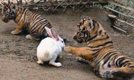 饲养员想激发小老虎兽性，扔进<em>几只兔子</em>，网友：看一次笑一次！