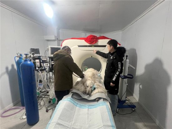 幸运<em>宠物医院</em>引进西藏地区首台动物专用CT