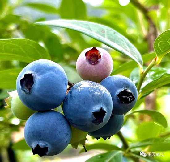 黔东南麻江：8万余亩<em>蓝莓</em>丰收上市 年产值将达7.2亿元