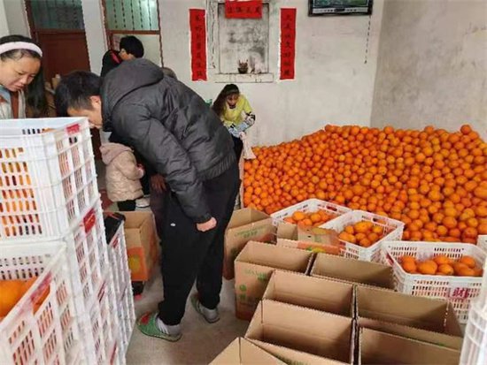 兴国县兴江乡暖心助农销售脐橙