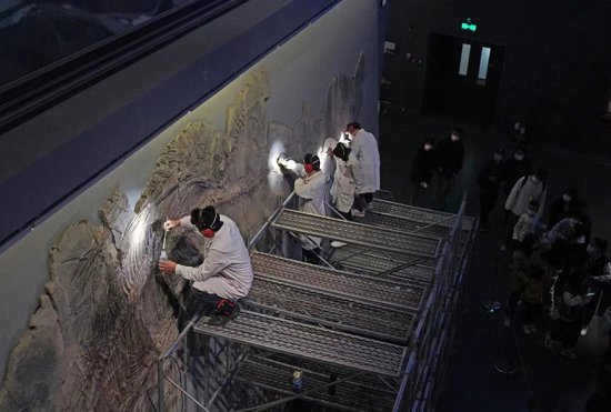 “唤醒”鱼龙 国家海洋博物馆首次公开修复化石全过程