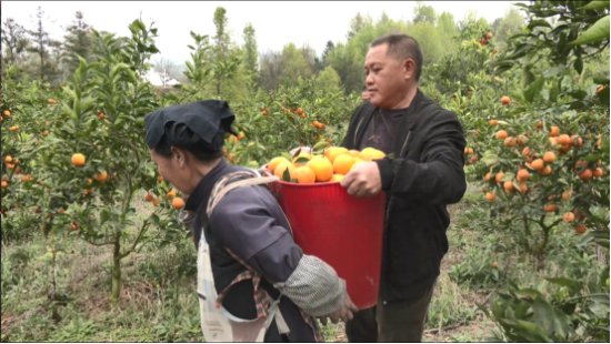 晴隆鸡场：抢抓时节采摘血橙 十多万斤鲜果持续热销-新华网