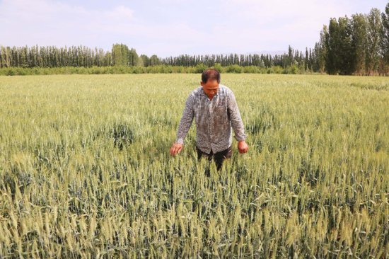 新疆和硕：送良方保丰产 和硕县7.63万亩<em>小麦</em>丰收在望