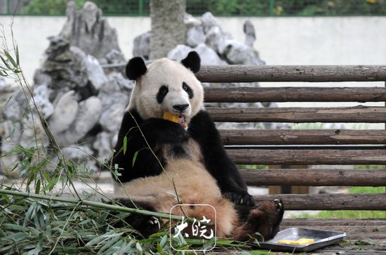 大熊猫要来合肥了？合肥野生动物园熊猫馆开始改造