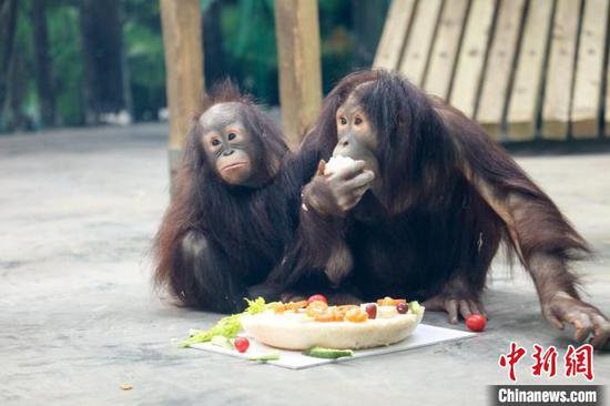 上海野生动物园红猩猩“核桃”满2周岁 姐弟相伴生活
