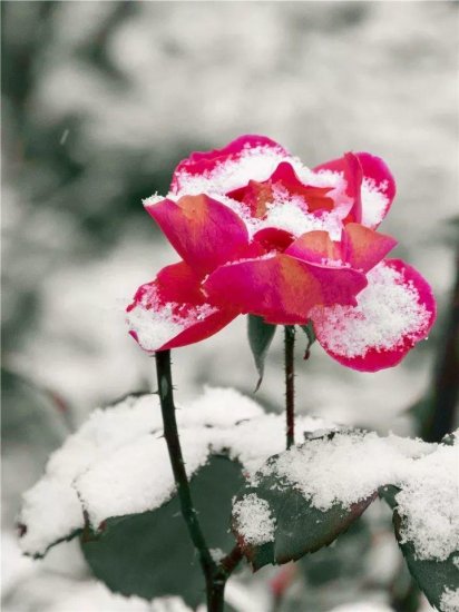 狂风暴雪下，这些“<em>冻不死</em>”的花，大雪压花枝，独一无二好风景