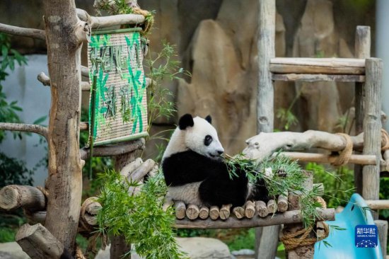 中国旅马大熊猫“靓靓”的第三只宝宝<em>取名</em>“升谊”