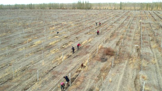 新疆和硕县4.95万亩酿酒葡萄进入冬眠期