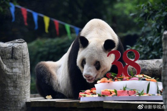 世界现存最年长<em>圈养</em>大熊猫“新星”迎来38岁生日