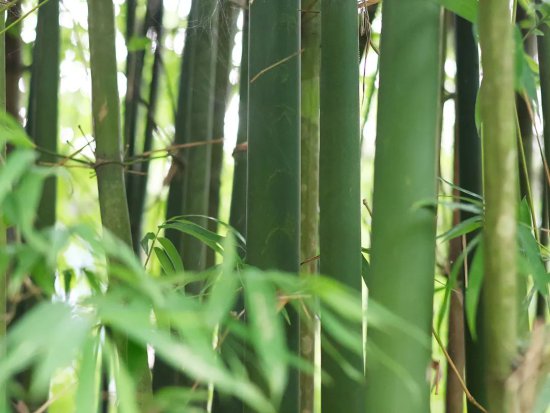 【动植物检疫】食品接触用竹木材料及制品<em>标准</em>你了解<em>多少</em>