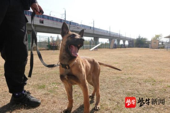 视频 | 南京地铁公安超小号警犬“入职”了，请你来<em>取名</em>……