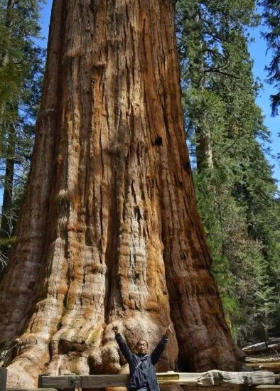 <em>世界上最大的</em>一棵树，重2800吨年龄3500岁，诞生时我国还处于...
