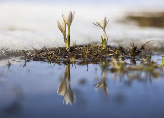<em>关于春天</em>，来自那拉提山谷深处顶冰花的回响