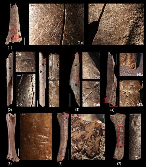 古脊椎所研究发现史前人群利用鸟类资源的系列证据