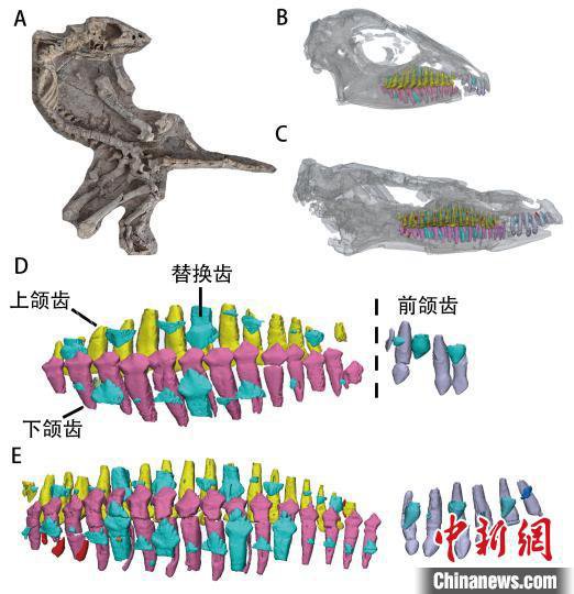 科研人员揭开鸟臀类恐龙牙齿进化之谜