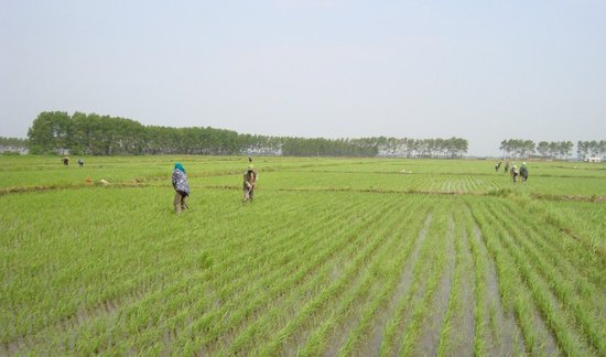 有机水稻<em>怎么栽培</em>？有哪些要求？关键是技术要点掌握好！