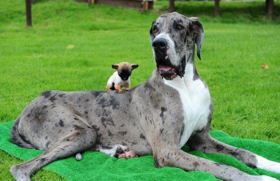 世界上最高狗邂逅英国最小<em>吉娃娃</em> 相处融洽