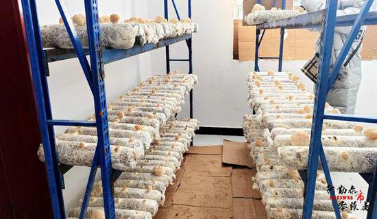 阿勒泰市首次试种羊肚菌 “撒下”致富新希望