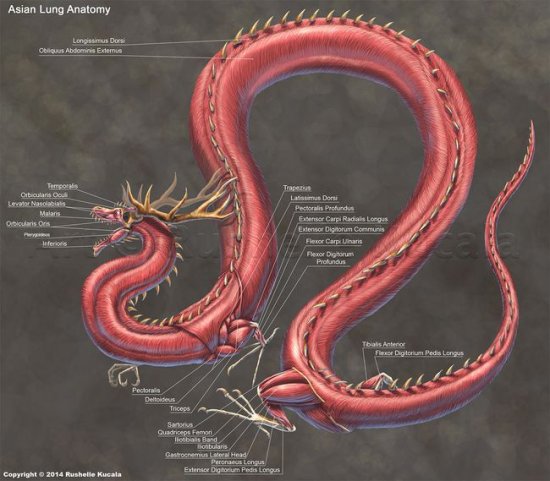 世界上最大蛇有多大？5800万年前高温孕育的大蛇，形成原因恐...