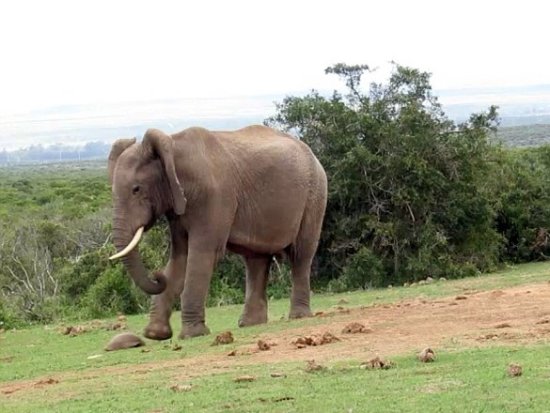 惊呆！南非一大象屡次用脚踢乌龟助力其爬行