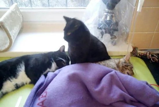 <em>猫的报恩</em>：生病的流浪猫咪被救助后,竟主动帮助医生照顾其它动物