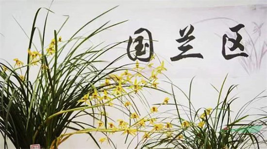 贵州省兰花博览会即将盛大开幕