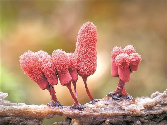 微观摄影——丛林小黏菌