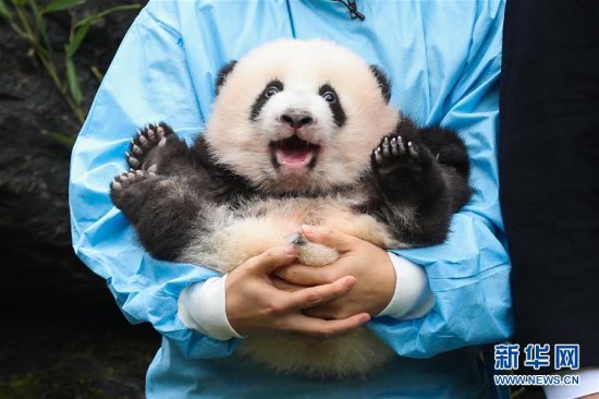 比利时<em>出生的</em>大熊猫双胞胎取名“宝弟”“宝妹”