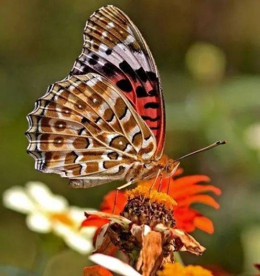 比翼双双飞 在上海最常见到<em>哪些品种的蝴蝶</em>？