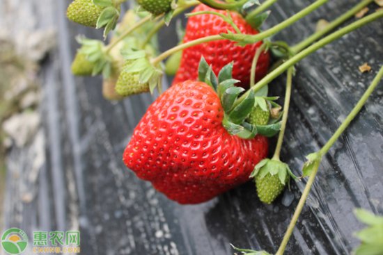 草莓开花坐果到成熟<em>需要多少天</em>？草莓成熟采收后要怎么管理？
