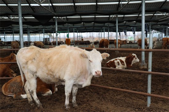 蒙城县：肉牛产业发展的“超级密码”