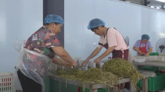 南阳市唐河县：拉长产业链条 小红薯发展大产业
