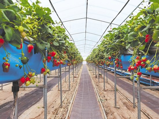 教企业种“空中”<em>草莓 一年</em>助农增效1.5亿元 “<em>草莓</em>博士团”专解...