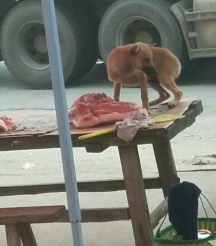 流浪狗狗跳到肉案板上偷肉吃，肉铺老板的做法，让人感动